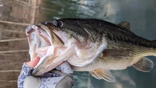 Focused Fishing's Detailed Video Fishing Report